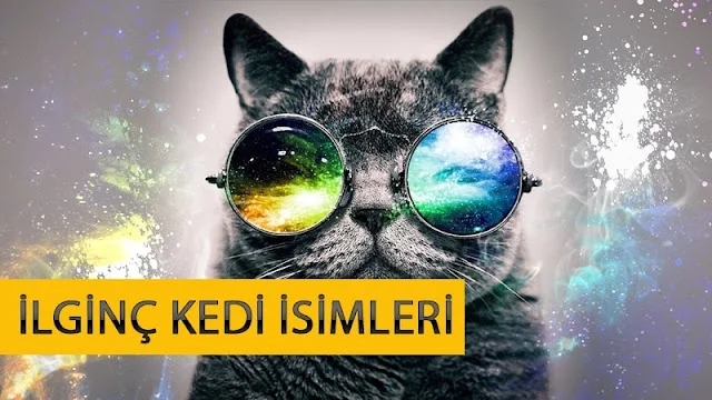 İlginç Kedi İsimleri