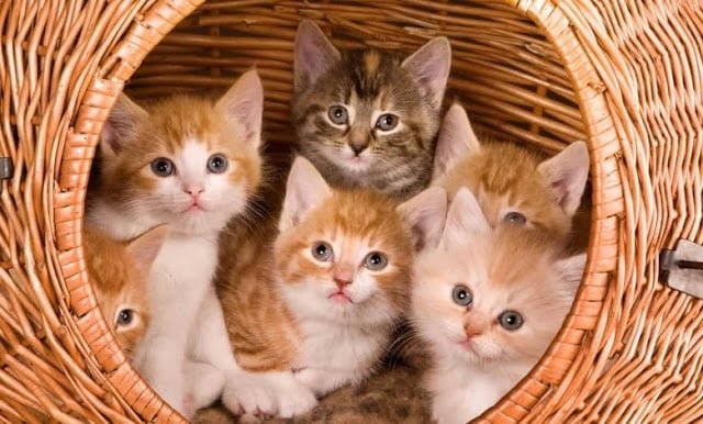 Rüyada Kedi Görmek, Rüya Yorumu