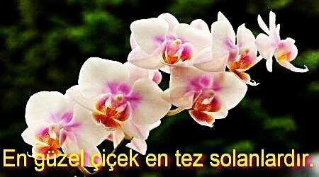 Çiçeklerle İlgili Anlamli Sözler Çiçeklerle İlgili Anlamlı Sözler