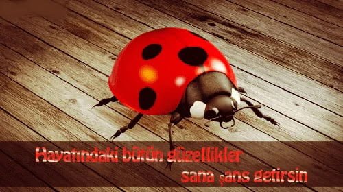 İyi Şanslar Mesajları, İyi Şans Dilekleri İyi Şanslar Mesajları