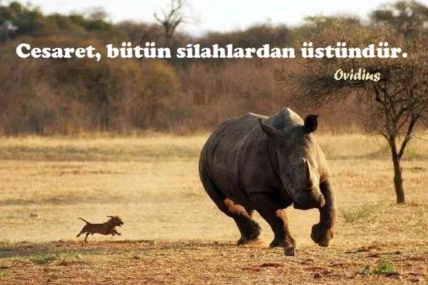 Cesaret Sözü Cesaret Sözü