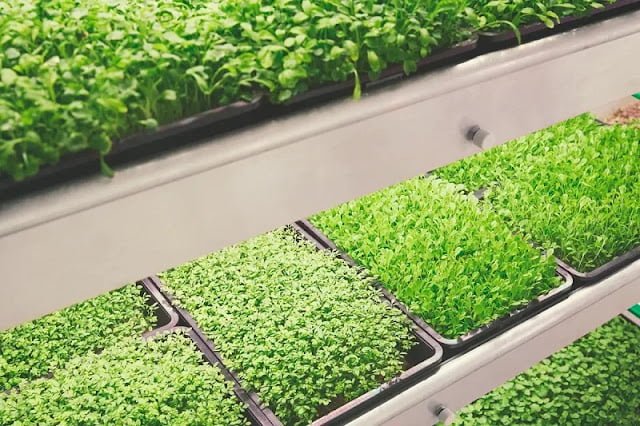 Evde Bahçe Büyütme ve Ürün Satışı Evde Bahçe Büyütme ve Ürün Satışı