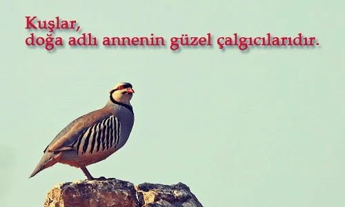 Kuşlar İle İlgili Sözler kuşlar ile ilgili sözler