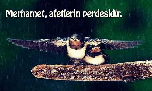 Merhamet Sözleri