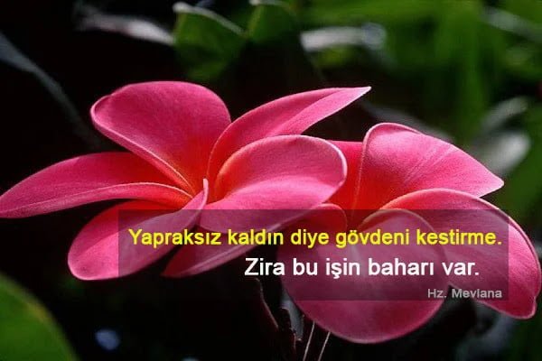 Mevlana Celaleddini Rumi Sözleri