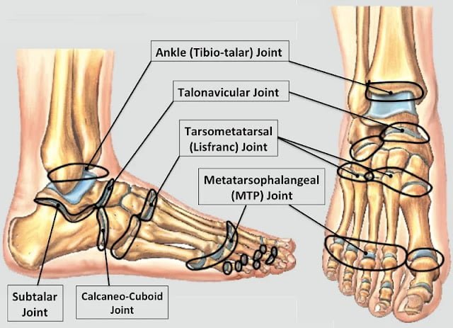 Ayak Eklemleri Ayak Eklemleri