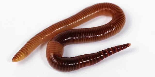 Ayaksızlar Sınıfı Hayvanları