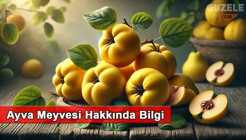 Ayva Meyvesi Hakkında Bilgi Ayva