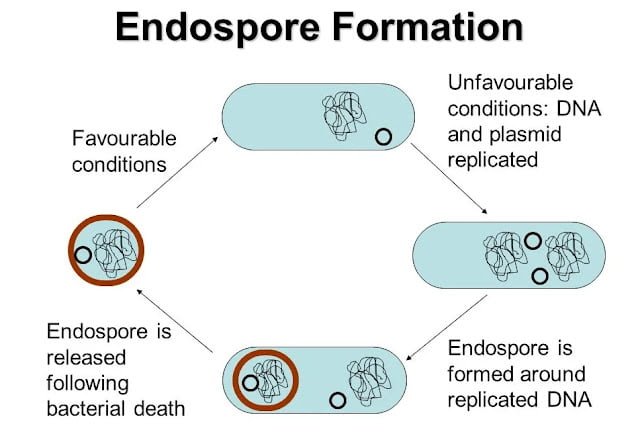 Bakterilerde Endospor Oluşumu