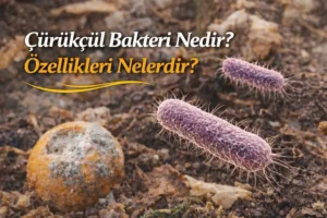 Çürükçül Bakteri Nedir? Özellikleri Nelerdir?