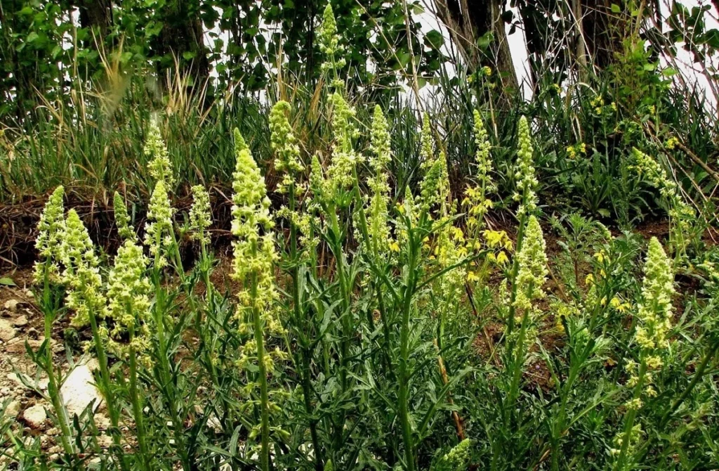 Muhabbet Çiçeği Hakkında Detaylı Bilgi Muhabbet Çiçeği