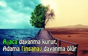 Ağaç İle İlgili Atasözleri