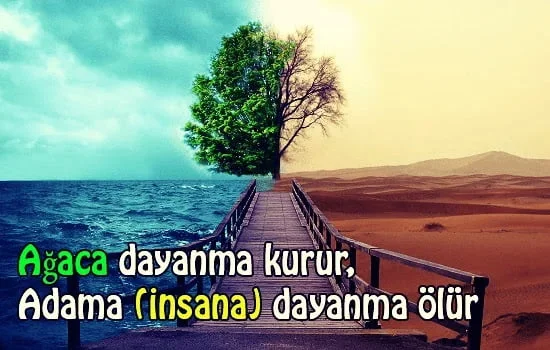 Ağaç İle İlgili Atasözleri