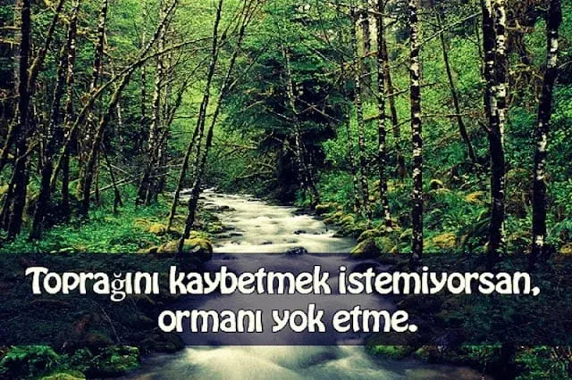 Orman İle İlgili Sözler