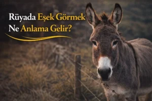 Rüyada Eşek Görmek