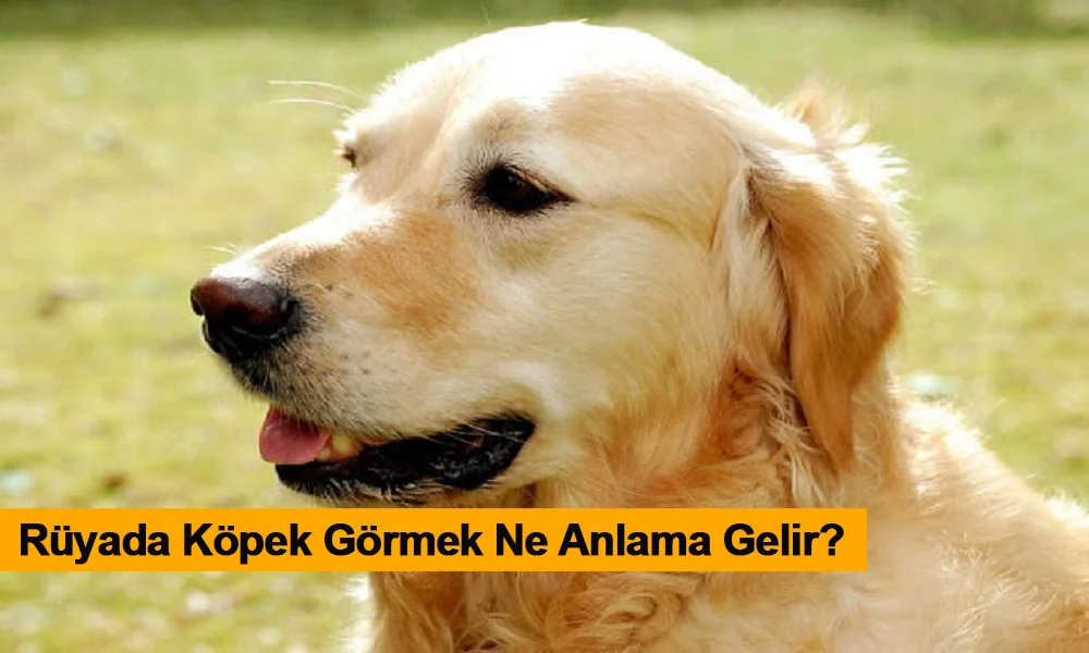 Rüyada Köpek Görmek