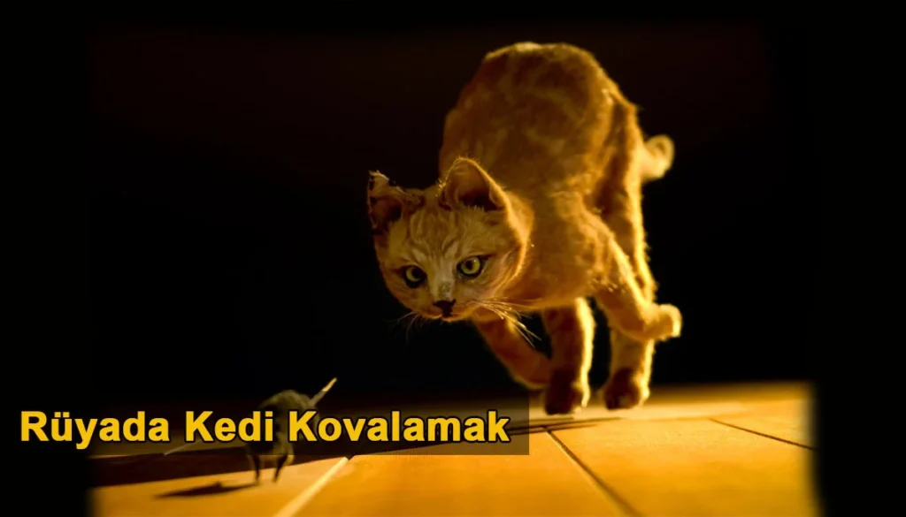 Rüyada Kedi Kovalamak Rüyada Kedi Kovalamak
