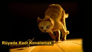 Rüyada Kedi Kovalamak