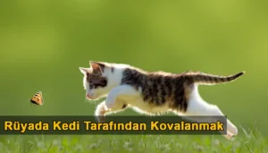 Rüyada Kedi Tarafından Kovalanmak