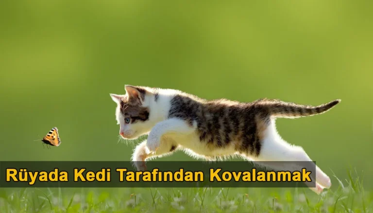 Rüyada Kedi Tarafından Kovalanmak