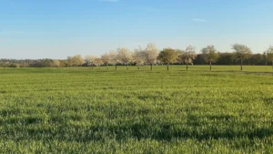 Rüyada Arsa Görmek