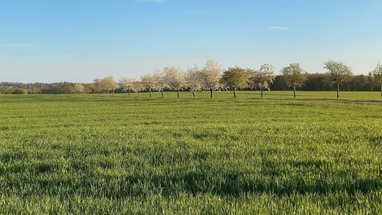 Rüyada Arsa Görmek