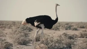 Rüyada Devekuşu Görmek