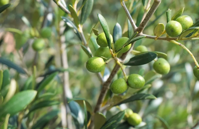 Rüyada zeytin ağacı görmek