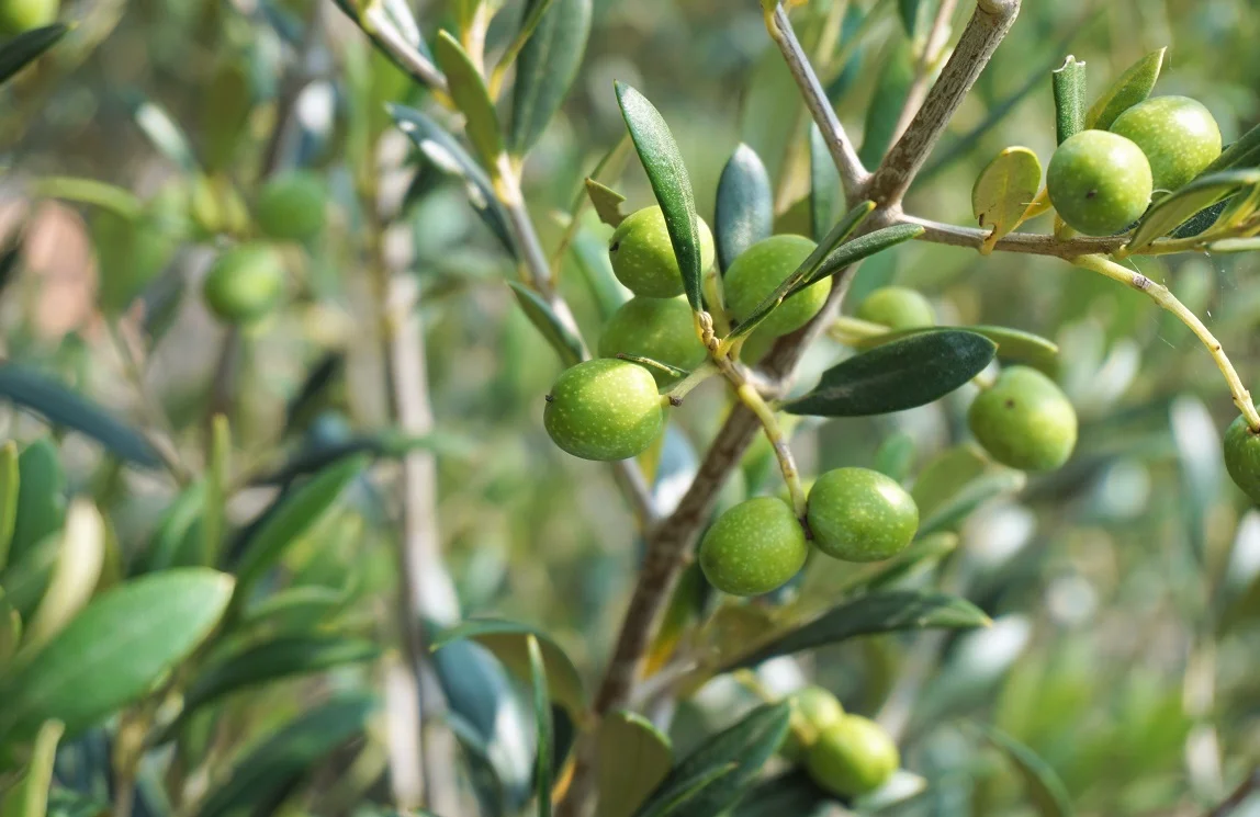 Rüyada Zeytin Ağacı Görmek