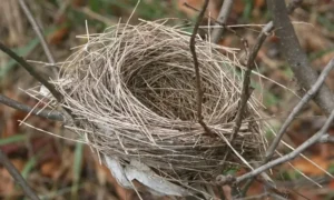 Rüyada Kuş Yuvası Görmek