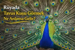 Rüyada Tavus Kuşu Görmek