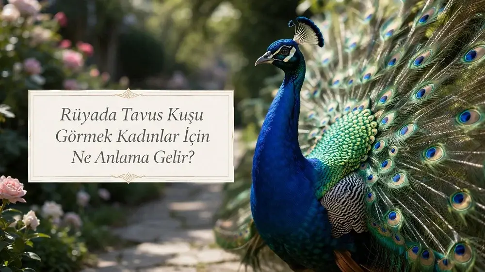 Rüyada Tavus Kuşu Görmek Kadınlar İçin Ne Anlama Gelir