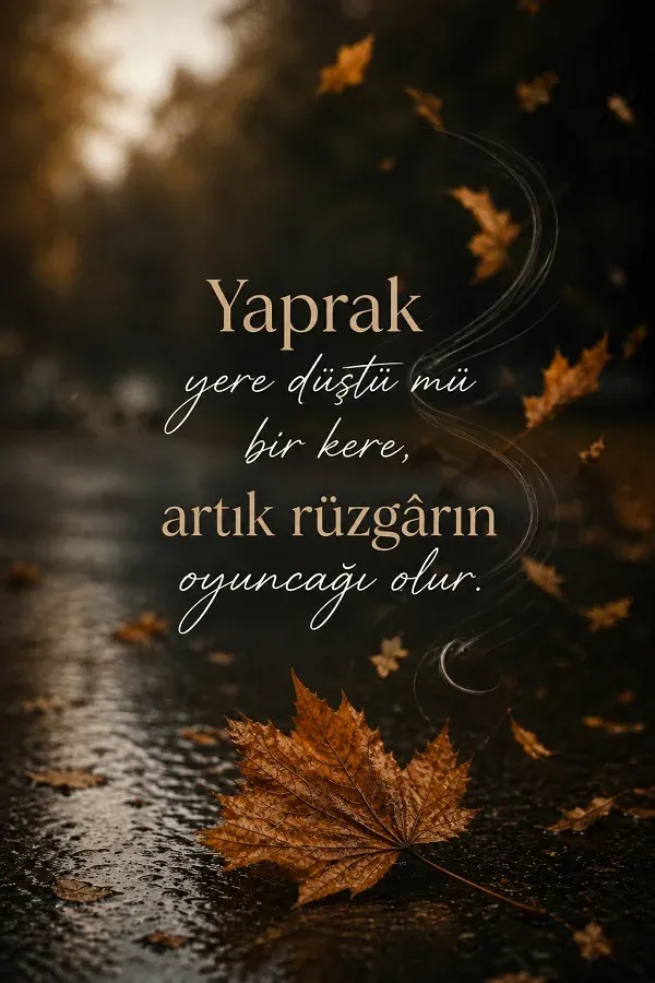Islak zeminde yaprak ve cool anlamlı söz