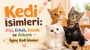 Kedi isimleri başlıklı, turuncu, beyaz, tekir ve siyah kedilerin yer aldığı; dişi, erkek, komik ve anlamlı ilginç kedi isimleri yazılı sevimli kapak görseli.