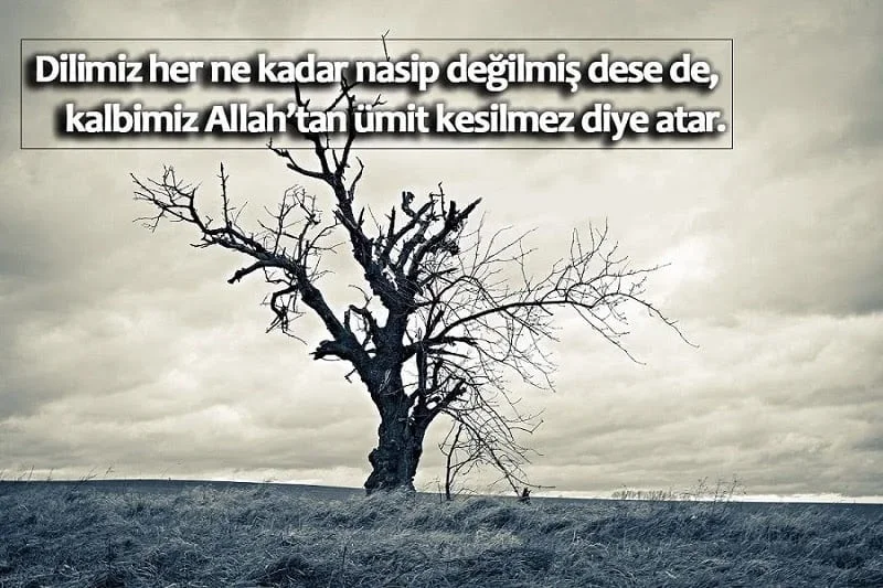 Kurumuş ağaç ve Allah’tan umut kesilmez sözü bulunan duygusal görsel