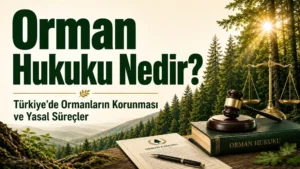 Orman Hukuku Nedir? Türkiye’de Ormanların Korunması ve Yasal Süreçler