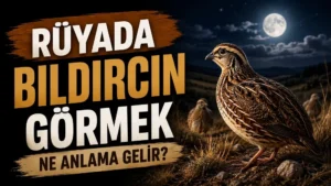 Ay ışığı altında doğal arazide duran gerçekçi bıldırcın; sol tarafta “Rüyada Bıldırcın Görmek Ne Anlama Gelir?” yazısı bulunan blog kapak tasarımı.
