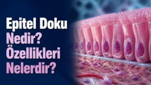Epitel Doku Nedir? Özellikleri Nelerdir?