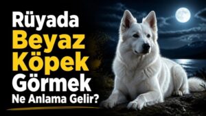 Rüyada Beyaz Köpek Görmek Ne Anlama Gelir?