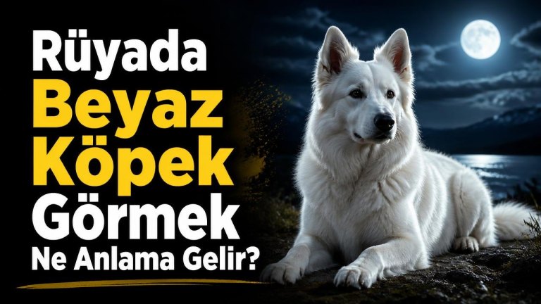 Rüyada Beyaz Köpek Görmek Ne Anlama Gelir?