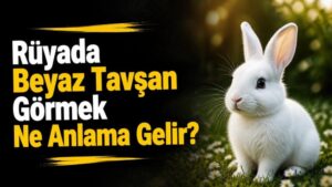 Rüyada Beyaz Tavşan Görmek Ne Anlama Gelir?