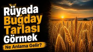 Rüyada Buğday Tarlası Görmek Ne Anlama Gelir?