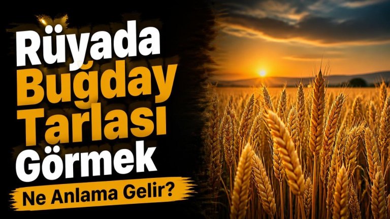 Rüyada Buğday Tarlası Görmek Ne Anlama Gelir?