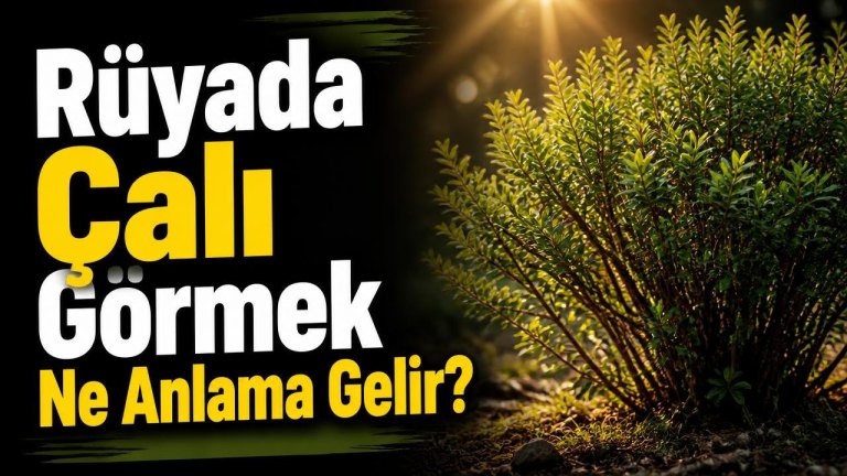 Rüyada Çalı Görmek Ne Anlama Gelir?