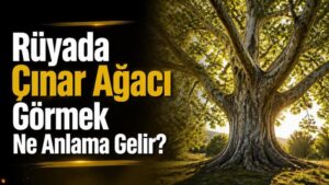 Rüyada Çınar Ağacı Görmek Ne Anlama Gelir?