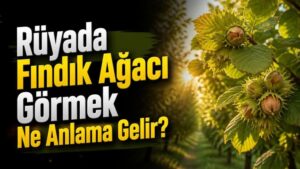 Rüyada Fındık Ağacı Görmek Ne Anlama Gelir?