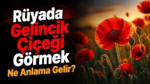 Rüyada Gelincik Çiçeği Görmek Ne Anlama Gelir?