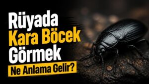 Rüyada Kara Böcek Görmek Ne Anlama Gelir?