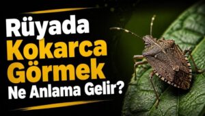Rüyada Kokarca Görmek Ne Anlama Gelir?