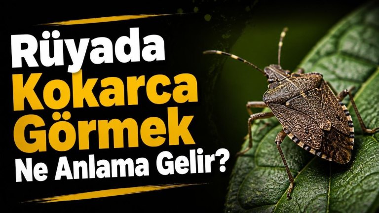 Rüyada Kokarca Görmek Ne Anlama Gelir?